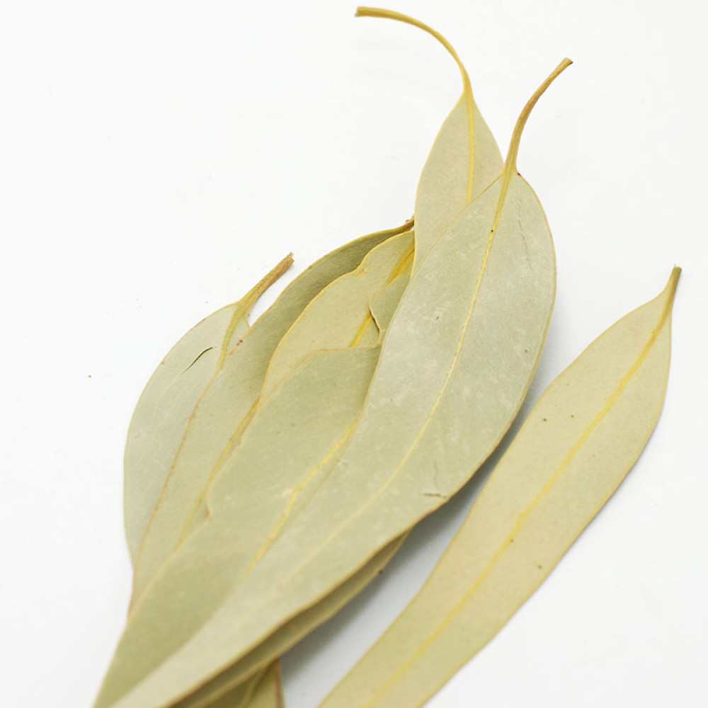 Greek eucalyptus leaves