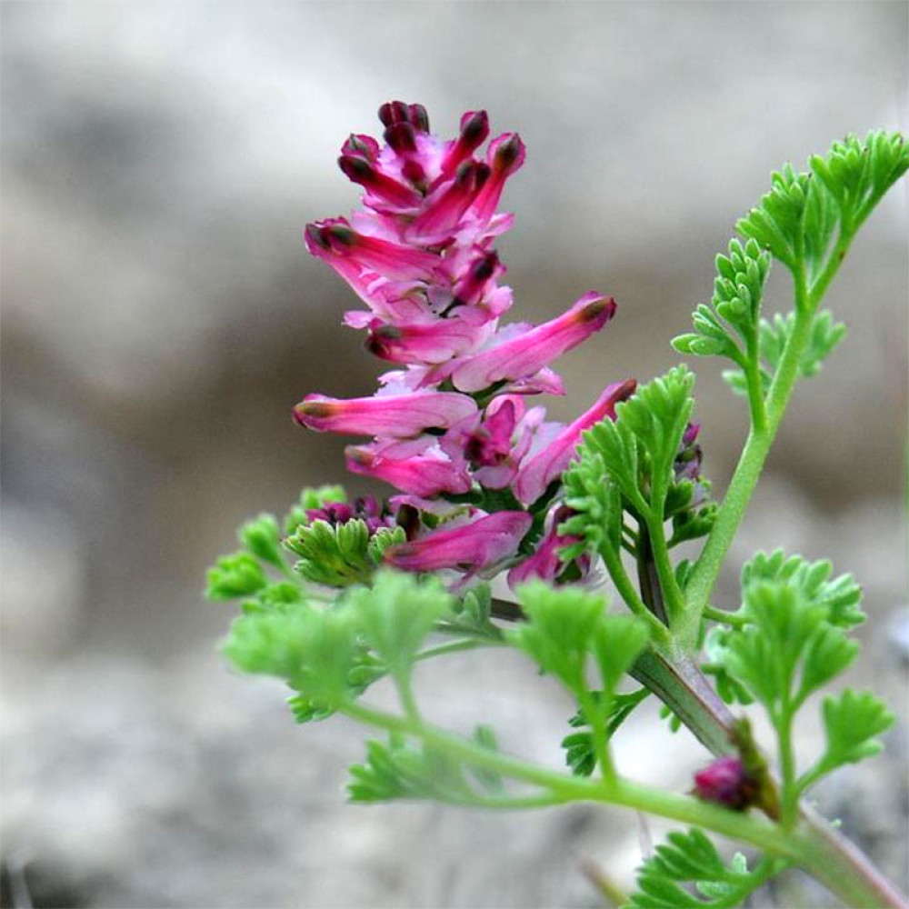 Fumitory herb
